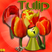 tulip